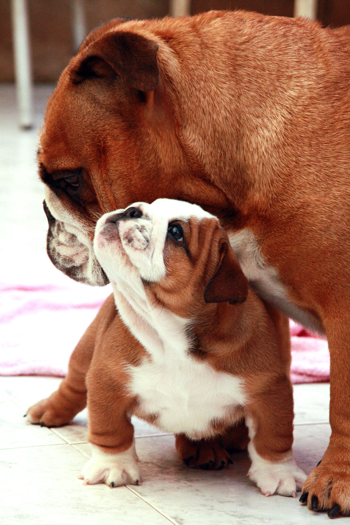 Bulldog puppies. 