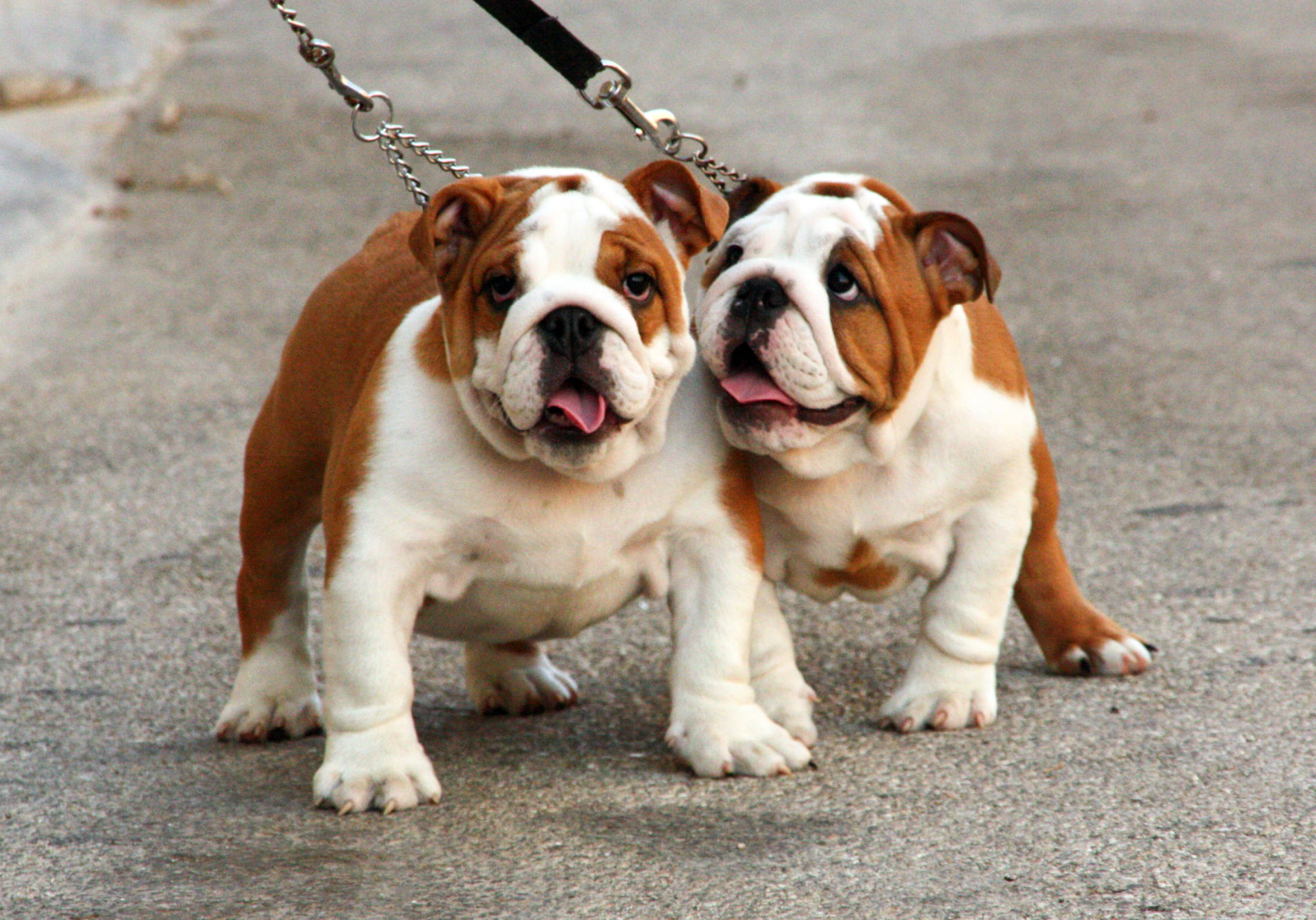 Ira's Bulls  puppies